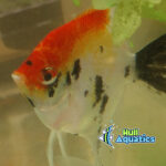 Classic KOI Angelfish - Dime to Nickel Size