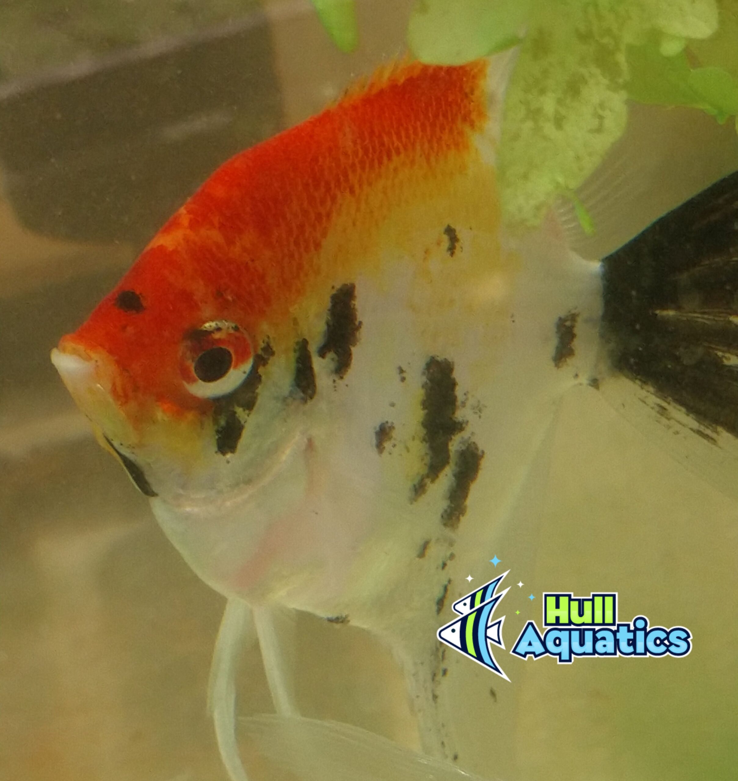 Classic KOI Angelfish - Dime to Nickel Size (3 Pack)