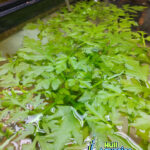 Water Sprite (Broad Leaf Variety) 16 oz portion