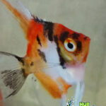 Classic KOI Angelfish - Dime to Nickel Size