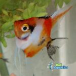 Classic KOI Angelfish - Pea Size (6 Fish)