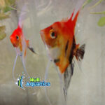 Classic KOI Angelfish - Dime to Nickel Size