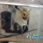 Blue Blushing Angelfish - Dime Size