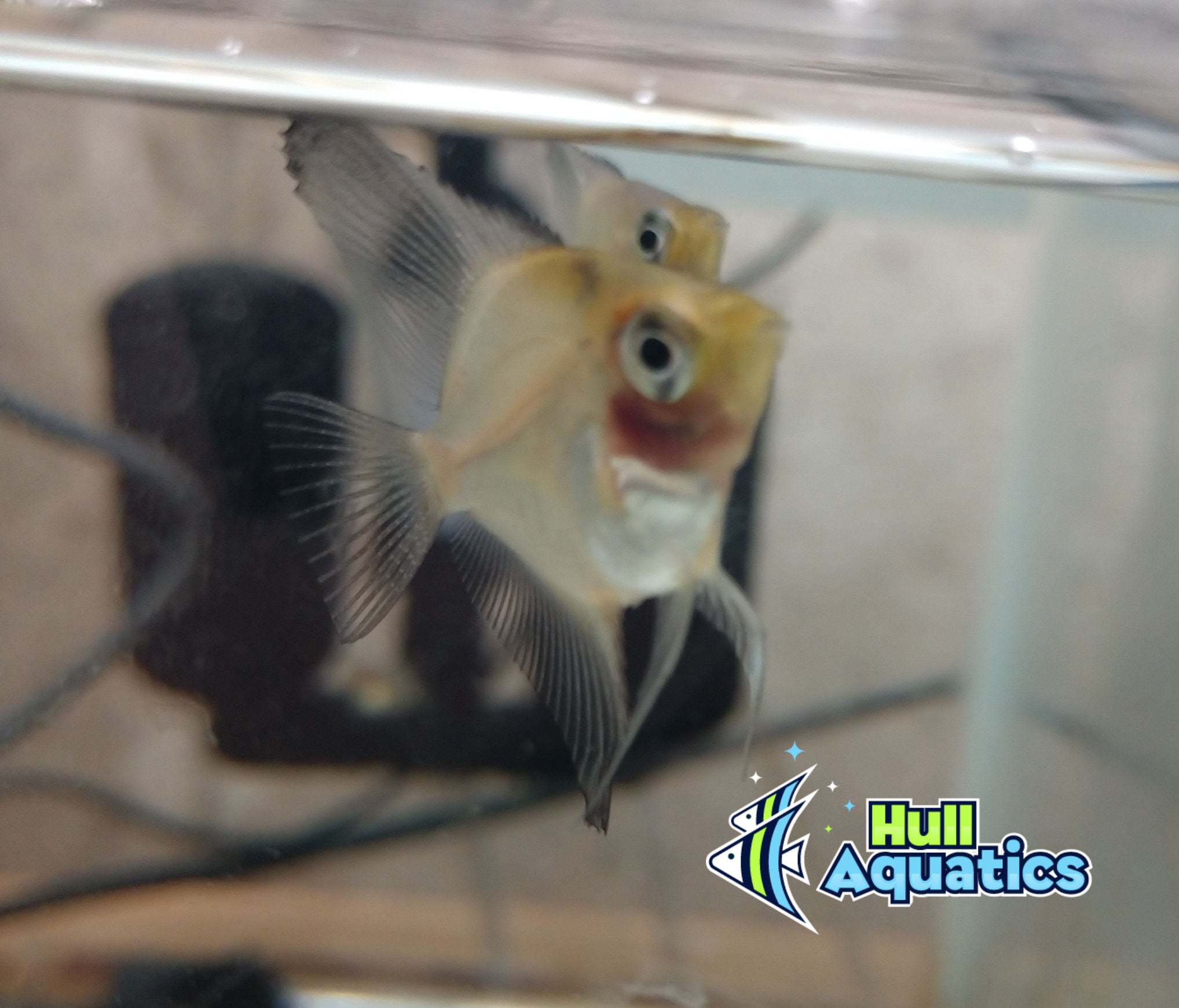 Blue Blushing Angelfish - Dime Size