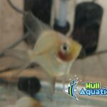 Blue Blushing Angelfish - Dime Size