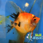 High Coverage KOI Angelfish - Dime to Nickel Size