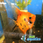 High Coverage KOI Angelfish - Dime to Nickel Size