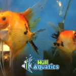 High Coverage KOI Angelfish - Dime to Nickel Size