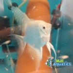 PB Platinum Angelfish - Quarter Size