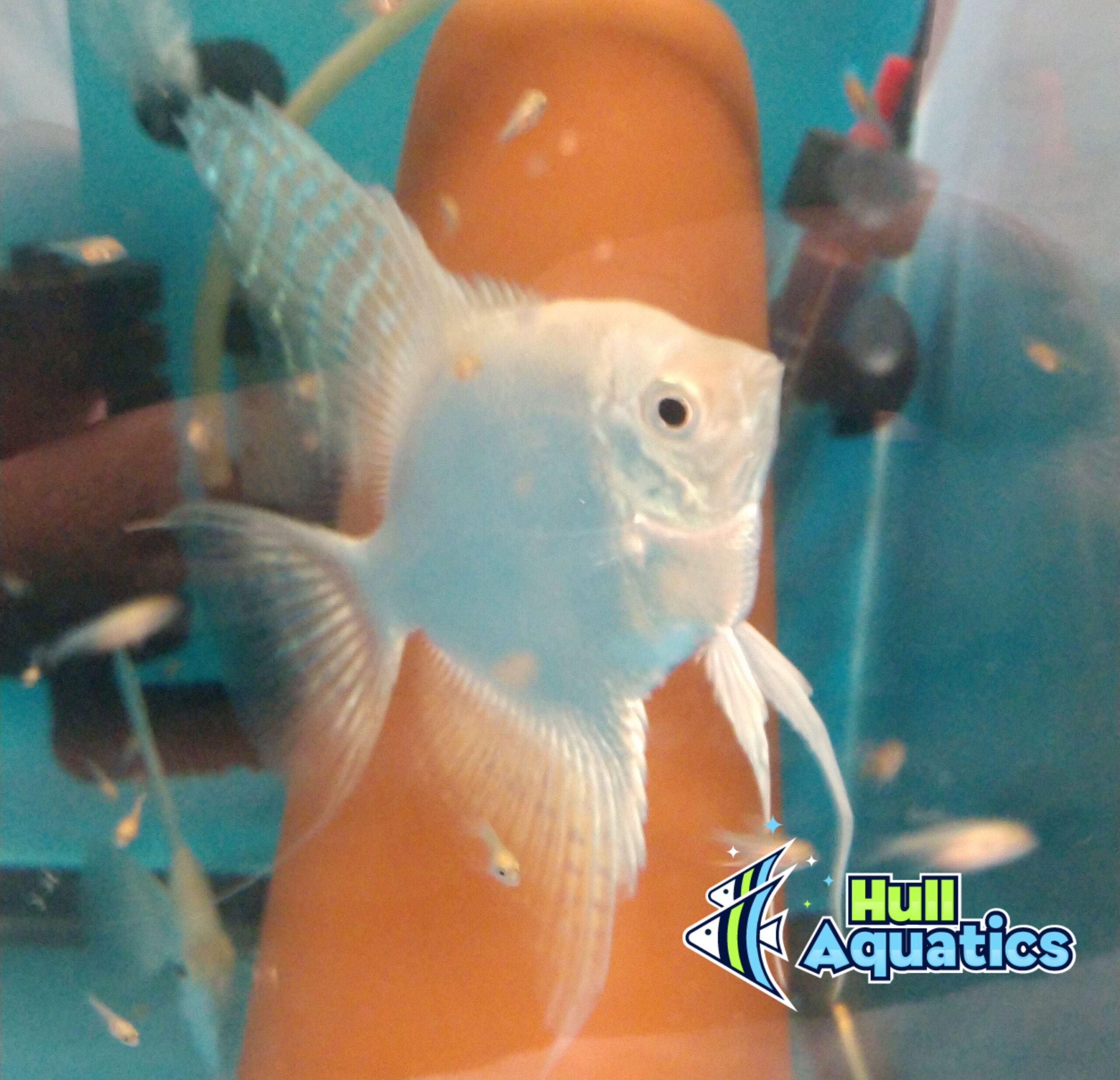 PB Platinum Angelfish - Quarter Size