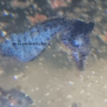 Male Dwarf Seahorse