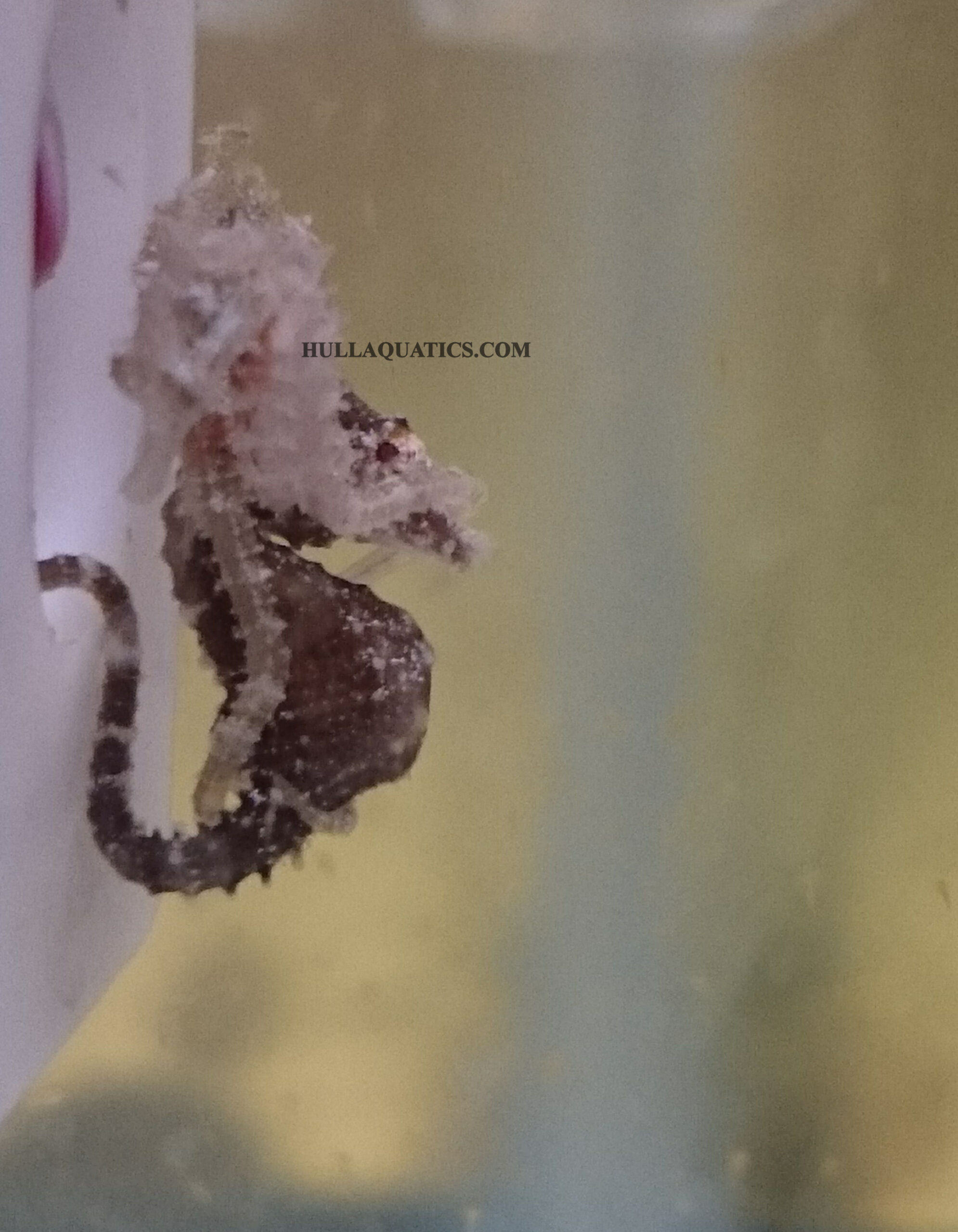 Male Dwarf Seahorse
