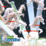 Two Pair of Dwarf Seahorses