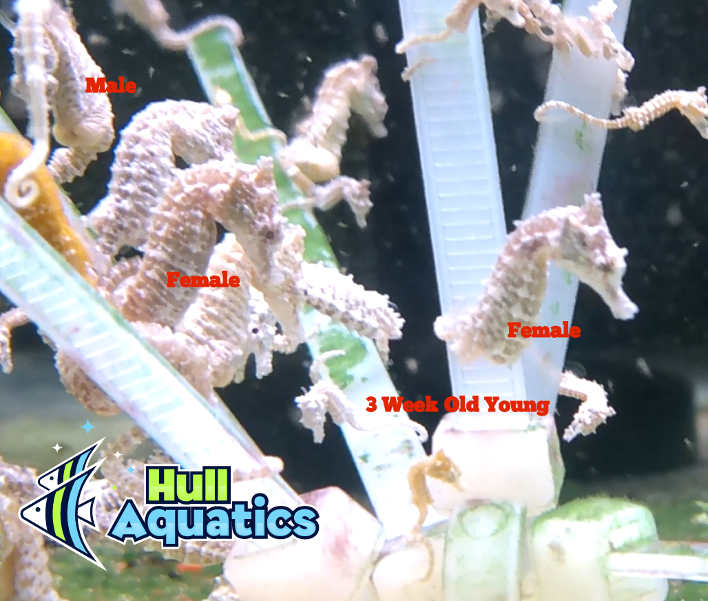 Two Pair of Dwarf Seahorses