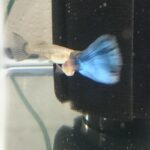 American Blue Delta Guppy Young (6 Pack)