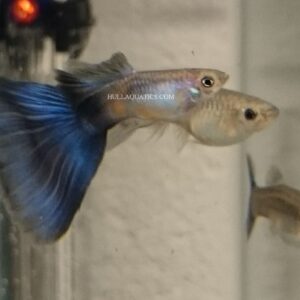 American Blue Delta Guppy Trio