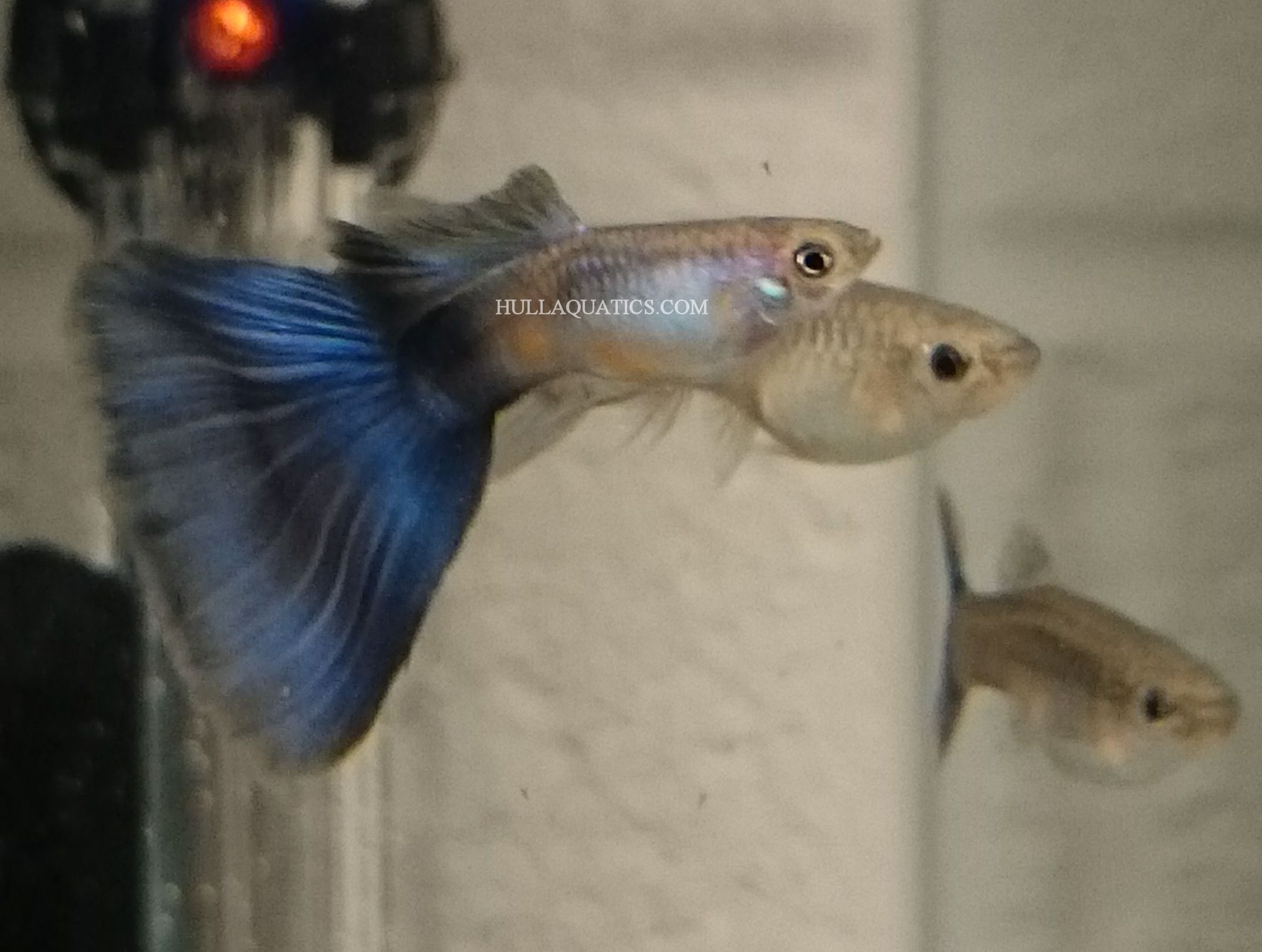 American Blue Delta Guppy Young (6 Pack)