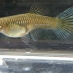 American Blue Delta Guppy Young (6 Pack)